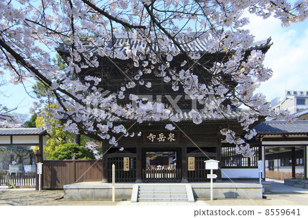Tokyo · Sakura Bloom Sengakuji Tokyo · Sakura Bloom Sengakuji 8559641