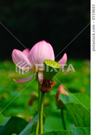 Oga lotus flower (Nishitani pond · rough Kamiya historical park / Shimane prefecture Izumo city Hikawa cho) Oga lotus flower (Nishitani pond · rough Kamiya historical park / Shimane prefecture Izumo city Hikawa cho) 8559683