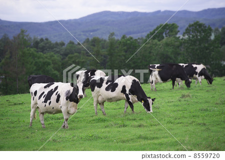 milk milk 8559720