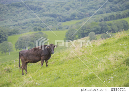 Black cattle Black cattle 8559721