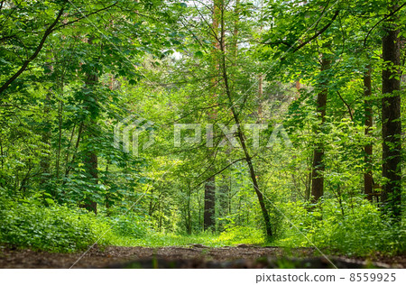 Path in the wood Path in the wood 8559925