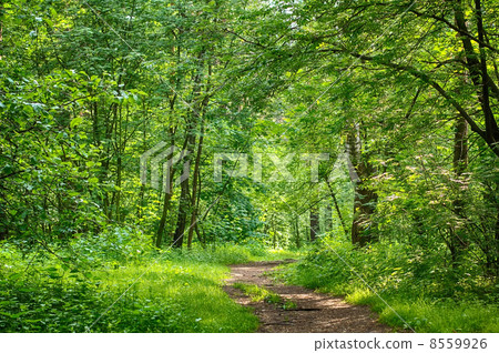 Path in the wood Path in the wood 8559926