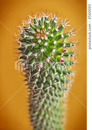 Beautiful blossoming cactus 8560093