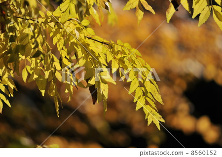 彩葉~Inuzansho~ 8560152