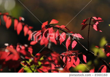 Colored leaves ~ Nishikigi ~ 8560160
