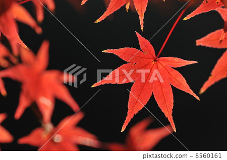 Coloring Leaves ~ Iroha Homomiji ~ 8560161