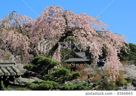 Hideto's weeping cherry tree and main hall Hideto's weeping cherry tree and main hall 8560665