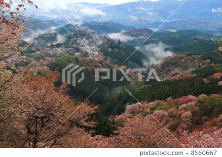 從吉野山頂櫻桃樹1000的看法 8560667