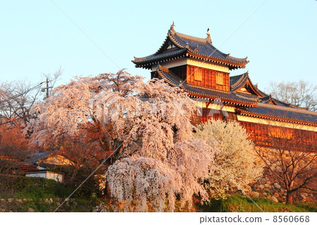 在Yamatokoriyama城堡的櫻花在早晨太陽 8560668