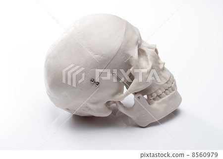 Skull in white back 8560979