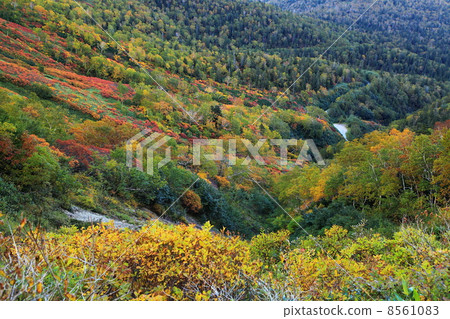 Autumn leaves of Daisetsuzan ginsenbai 8561083