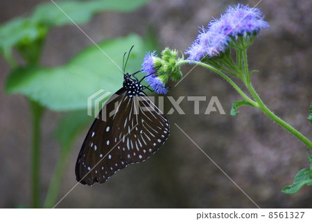 Tsumura Maki Madara Blue Flower Upward 8561327