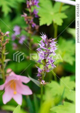 Himeisari and Hakusanchidori 8561682