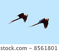 Flight of macaws 8561801