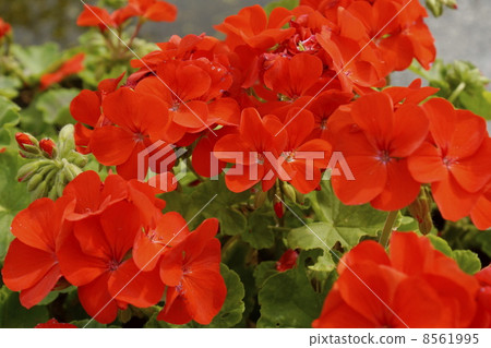Geranium 8561995