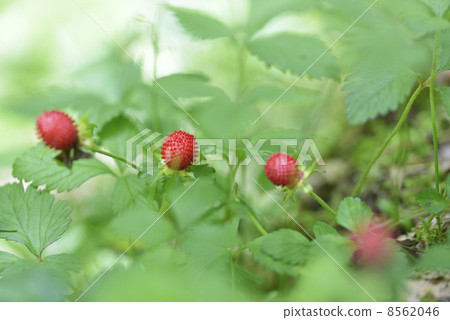 Yabu snake strawberry 8562046