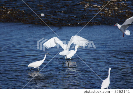 Ogas, Ogasawi and Yuugo gather at the fishing ground 8562141