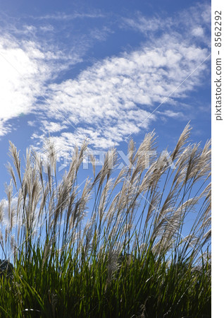 Hachioji Park of Akihiwa Park 8562292