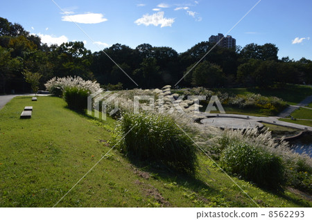 Hachioji Park of Akihiwa Park 8562293