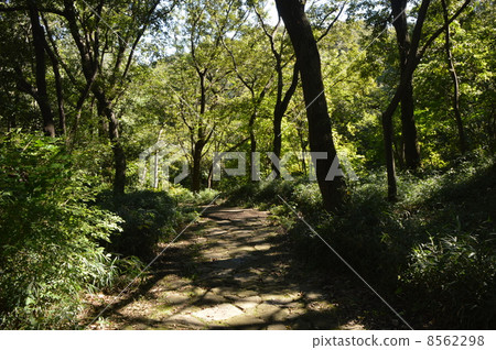 Akihiwa公園的八王子公園 8562298