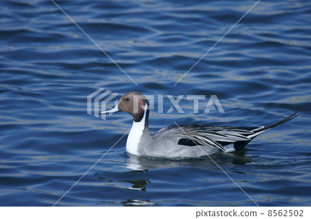 Ueno Kamo Yu冬天來的大鴨子 Ueno Kamo Yu冬天來的大鴨子 8562502