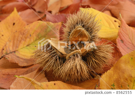 Chestnut ginger 8562555