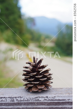 Pinecone 8562556
