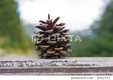 Pinecone 8562557