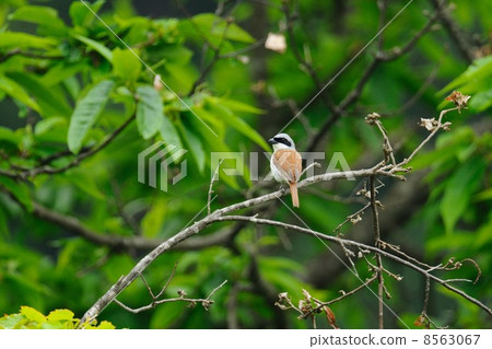 Chigomos Chigomos 8563067