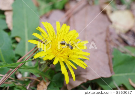 Dandelions and Shiroyamari 8563087