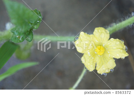 Watermelon Flower 8563372