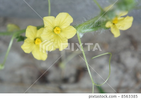 西瓜花 西瓜花 8563385