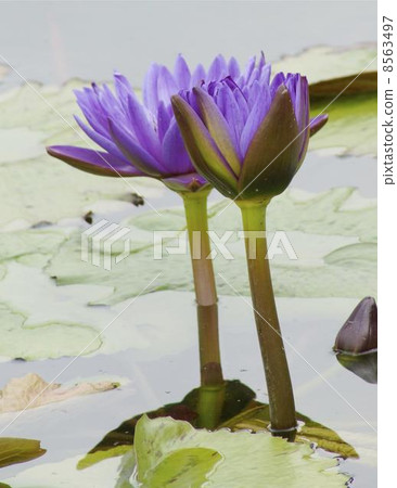 Water lily 04 8563497