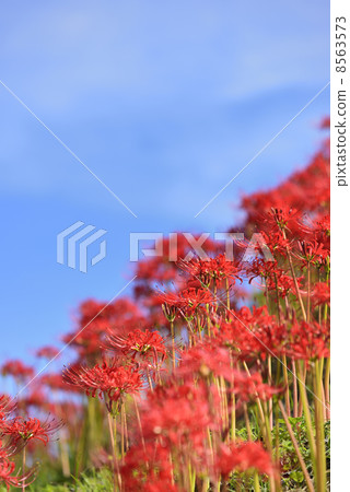 群集孤挺花 8563573