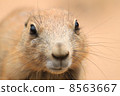 Prairie dog 8563667