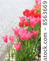 Cobbles and tulips 8563669