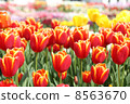 Tulip 8563670