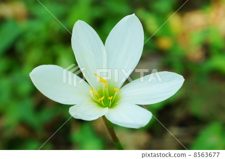 秋天領域花·毒性假陽具蝴蝶花·側向位置 秋天領域花·毒性假陽具蝴蝶花·側向位置 8563677