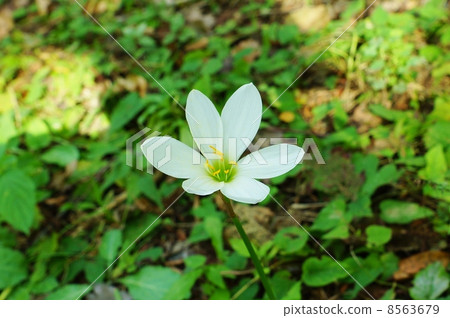 Flower of autumn field · Toxic dull flower · lateral position of poisonous but pretty 8563679