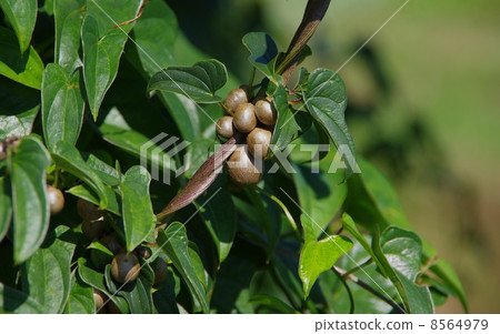 Fruit of a yam on a yam potato 8564979