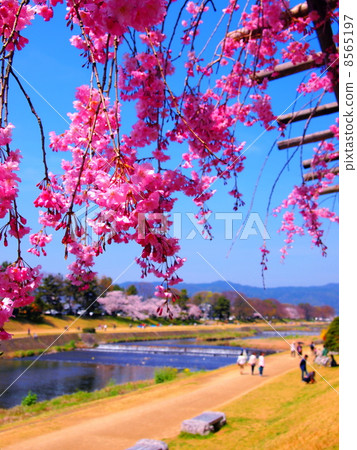Cherry blossoms on the way of semi-tree in Kyoto 8565197