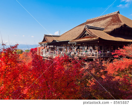 Kiyomizu Temple of autumn leaves 8565887