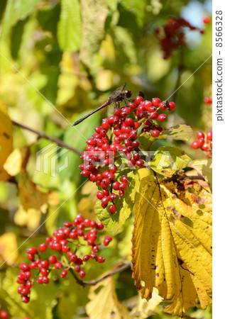 蜻蜓和紅色水果 蜻蜓和紅色水果 8566328
