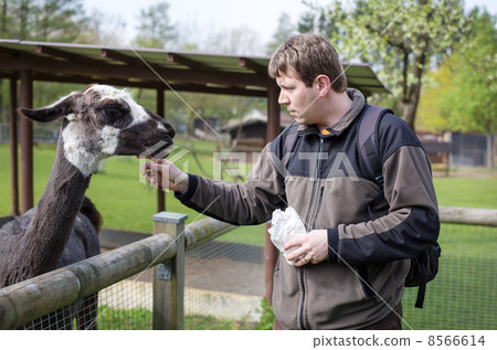 Young man feeding lama in zoo Young man feeding lama in zoo 8566614
