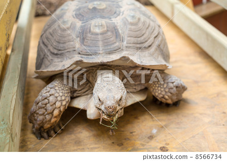 Giant tortoise chewing grass in a zoo 8566734