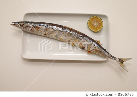 秋刀魚 秋刀魚 8566785