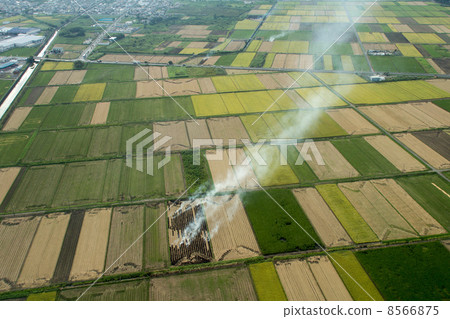 在收穫後燒稻田 8566875