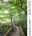 Gnatani marsh 8567205