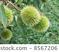 Chestnut rice 8567206