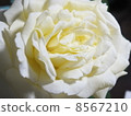 rose	 8567210